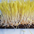 Эконом 10 (10 урожаев) набор семян микрозеленых (Agrocity)