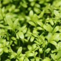 Эконом 10 (10 урожаев) набор семян микрозеленых (Agrocity)