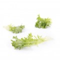 Экспонент семян салата тип Саланова/Фризе дражированное (Rijk Zwaan)