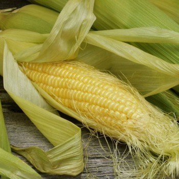 Элемент F1 семян кукурузы сладкой Su (Syngenta)