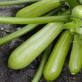 Амино F1 семена кабачка (Ergon seeds)