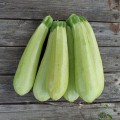 Амино F1 семена кабачка (Ergon seeds)