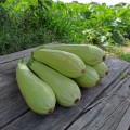 Амино F1 семена кабачка (Ergon seeds)