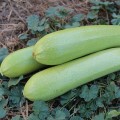 Амино F1 семена кабачка (Ergon seeds)