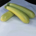 Амино F1 семена кабачка (Ergon seeds)