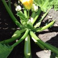 Амино F1 семена кабачка (Ergon seeds)