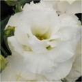 АВС 1 F1 белая (white) семена эустомы махровой (Pan American)
