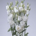 АВС 1 F1 белая (white) семена эустомы махровой (Pan American)