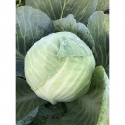 Фанси F1 насіння капусти білокачанної (Lark Seeds)