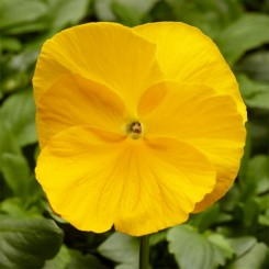 Фино F1 желтая (Yellow) семена виолы (Syngenta)