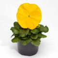 Фино F1 желтая (Yellow) семена виолы (Syngenta)