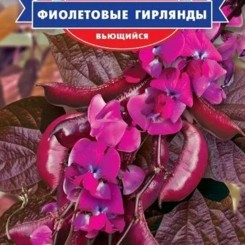 Фиолетовые гирлянды семян лихоса вьющегося (GL Seeds)