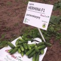 Гермина F1 семена огурца партенокарпического (Moravoseed)