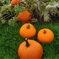 Гладиатор F1 семян тыквы (Clause)