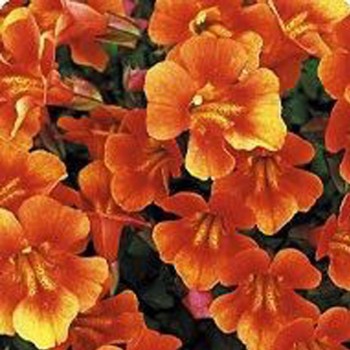 Гавайи Orange (оранжевый) семян мимулюса (Kitano Seeds)