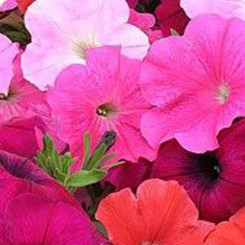 Гирлянда Формула Миксд семена петунии многоцветковой каскадной (Kitano Seeds)