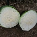 Голт семян капусты белокочанной (Moravoseed)