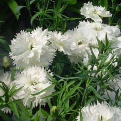 Грейс F1 белая (white) семена гвоздики китайской махровой (HeHem Genetics)