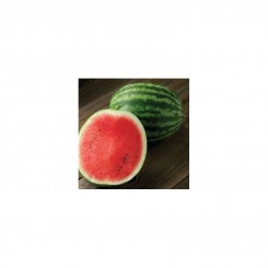 HSR 4655 F1 семена арбуза раннего (Hollar Seeds)