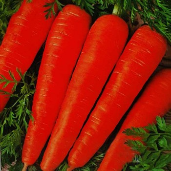 Император семян моркови Флакке поздней 120-130 дн. 20-25 см (Satimex)