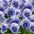 Инспайер Плюс F1 голубая (blue) семена виолы (Benary)