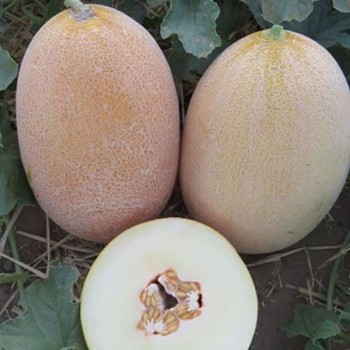 Еми F1 (INX 1037 F1) семена дыни (Innova Seeds)