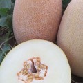 Еми F1 (INX 1037 F1) семена дыни (Innova Seeds)