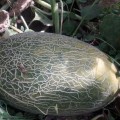 Еми F1 (INX 1037 F1) семена дыни (Innova Seeds)