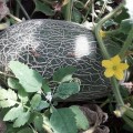 Еми F1 (INX 1037 F1) семена дыни (Innova Seeds)