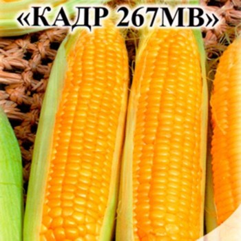 Кадр 267МВ семена кукурузы кормовой (Семена Украины) Кадр 267МВ семена кукурузы кормовой (Семена Украины)