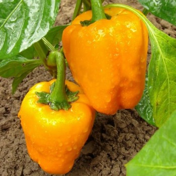 Калифорнийское чудо оранжевые семена перца сладкого (Профессиональные семена)