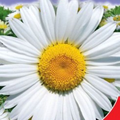 Камилла семян нивеника (GL Seeds)