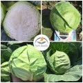 Канзас F1 семена капусты белокочанной (Lark Seeds)
