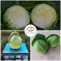 Канзас F1 семена капусты белокочанной (Lark Seeds)