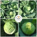 Канзас F1 семена капусты белокочанной (Lark Seeds)