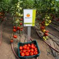 Капонет F1 семена томата полудетерминантного (Syngenta)