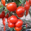 Капонет F1 семена томата полудетерминантного (Syngenta)