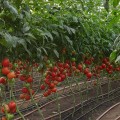 Капонет F1 семена томата полудетерминантного (Syngenta)