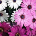 Караван Mix (смесь) семян остеоспермума (Kitano Seeds)