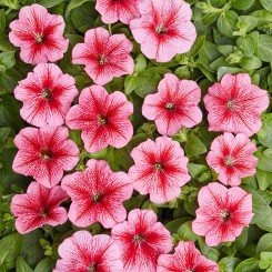 Карлик F1 красный с прожилками семян петунии минифлора 20см (Cerny