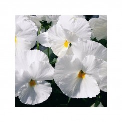 Карма F1 белая (white) семена виолы (Syngenta)