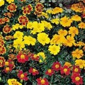 Карнавал Mix (смесь) семян бархатцев французских (Kitano Seeds)