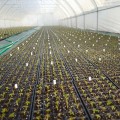 Касета для розсади Голландський стандарт 105 осередків (31х42х14) без піддону, 54х28см (Agreen)