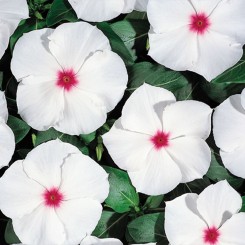 Хетвейв пеперминт семян катарантуса 25-30см (Hem Genetics)