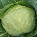 Хом Ран F1 семена капусты белокочанной (Joeun Seeds)