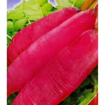 Китайский розовый семена редьки (GL Seeds)