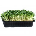 Клевер красный семена микрозеленые (Agrocity)