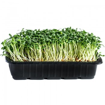 Клевер красный семена микрозеленые (Agrocity)