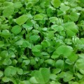 Клевер красный семена микрозеленые (Agrocity)