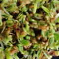 Клевер красный семена микрозеленые (Agrocity)